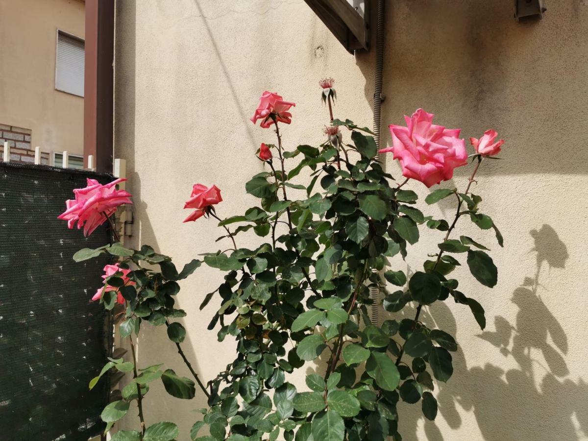 Affittacamere Alisso Olbia Dış mekan fotoğraf